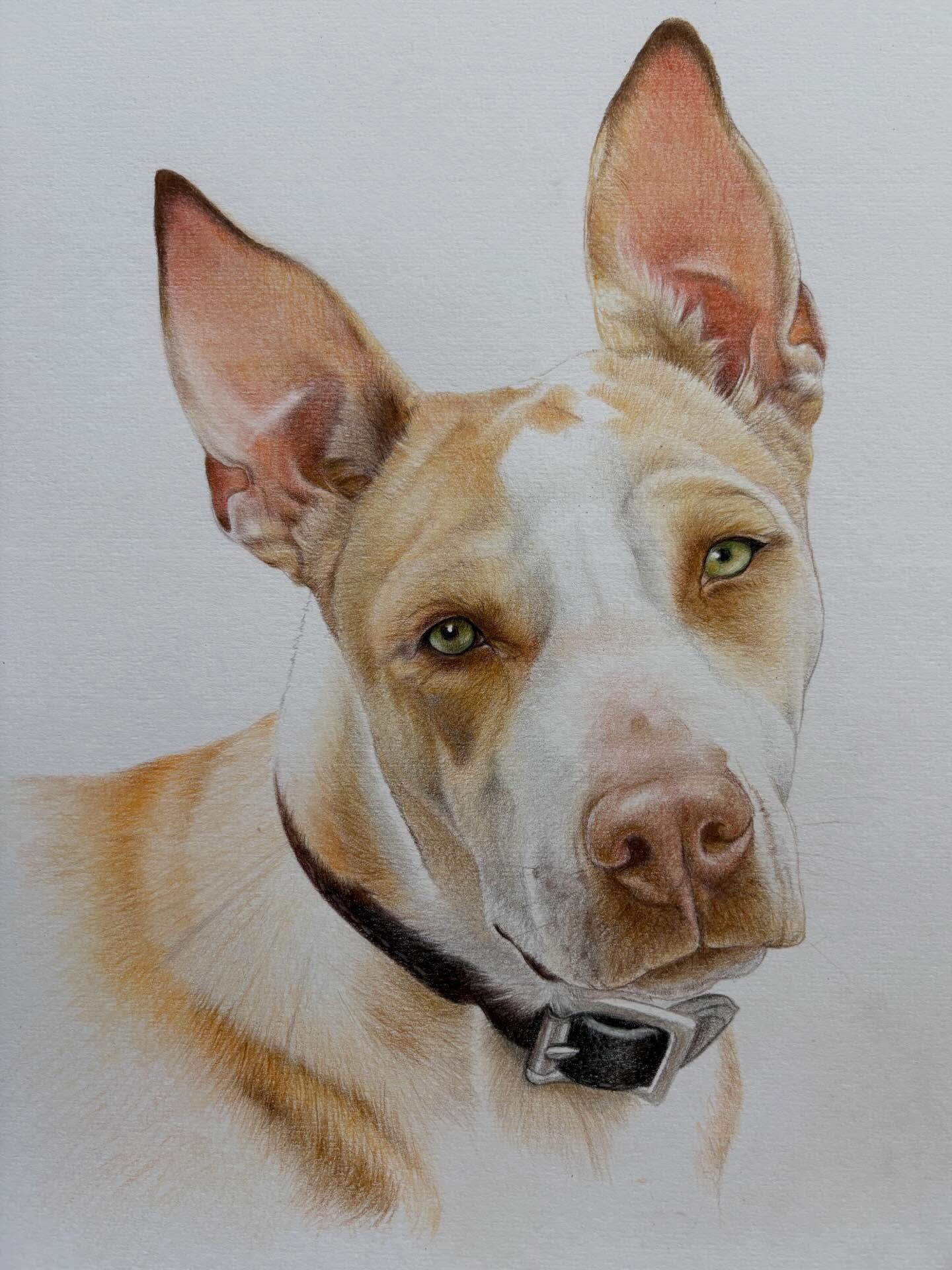 Coloured pencil drawing - By Joanne Bingham