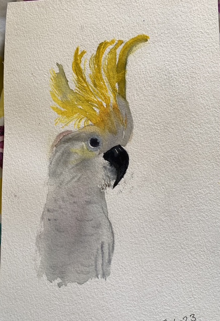 Cacatua-de-crista-amarela