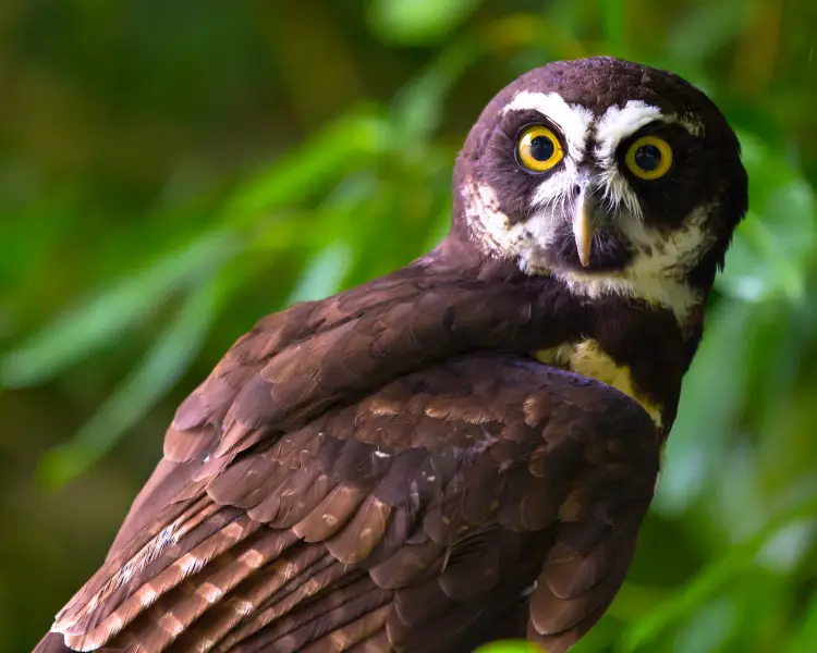 Coruja Murucututu - Imagem licenciável - https://animalia.bio/pt/spectacled-owl - 18 de fevereiro de 2026, `s 09h43