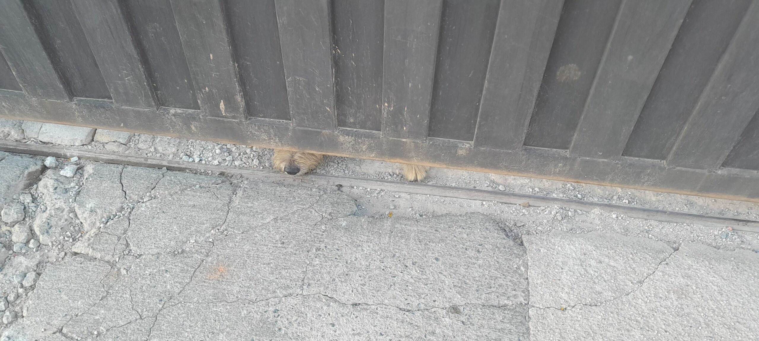 São animais que têm por espaço uma garagem (algumas com dois carros) ou um pequeno terreno ou quintal e por horizonte uma nesga de paisagem, vista pelas frestas de portões - Foto por Sergio Diniz da Costa