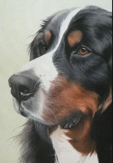 Bernese Mountain Dog - By Joanne Bingham