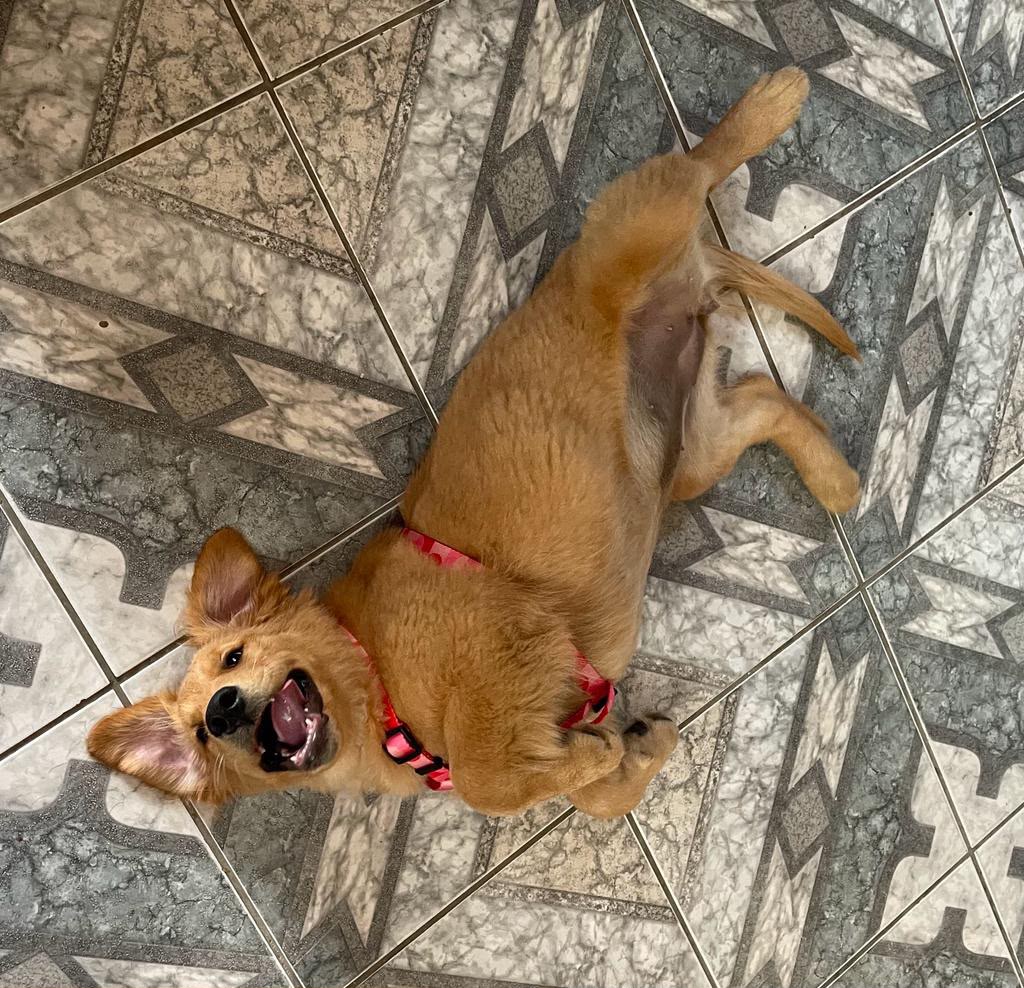 Fotografia tirada de cima mostra um filhote de cachorro de pelagem dourada e curta deitado de costas em um piso de lajotas cinza com padrões geométricos. O cãozinho está com a cabeça inclinada para trás, a boca aberta em uma expressão feliz e as orelhas caídas para os lados. Ele usa uma coleira peitoral rosa com detalhes vermelhos. Suas patas dianteiras estão dobradas contra o peito e as patas traseiras estão estendidas para o alto e para o lado, revelando sua barriguinha rosada e sem pelos.